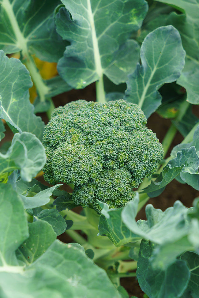 Seedeo® Broccoli Ramoso calabrese (Brassica oleracea convar. botrytis var. italica) 50 Samen BIO