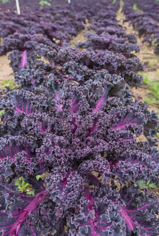 Seedeo® Roter Grünkohl (Brassica oleracea var. sabellica) 100 Samen BIO