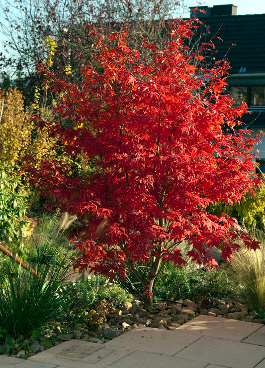 Seedeo® Roter Fächerahorn (Acer palmatum atropurpureum) ca. 40 cm - 50 cm hoch