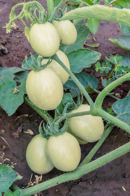 Seedeo® Tomate White Sensation (Lycopersicon esculentum Mill.) 25 Samen BIO