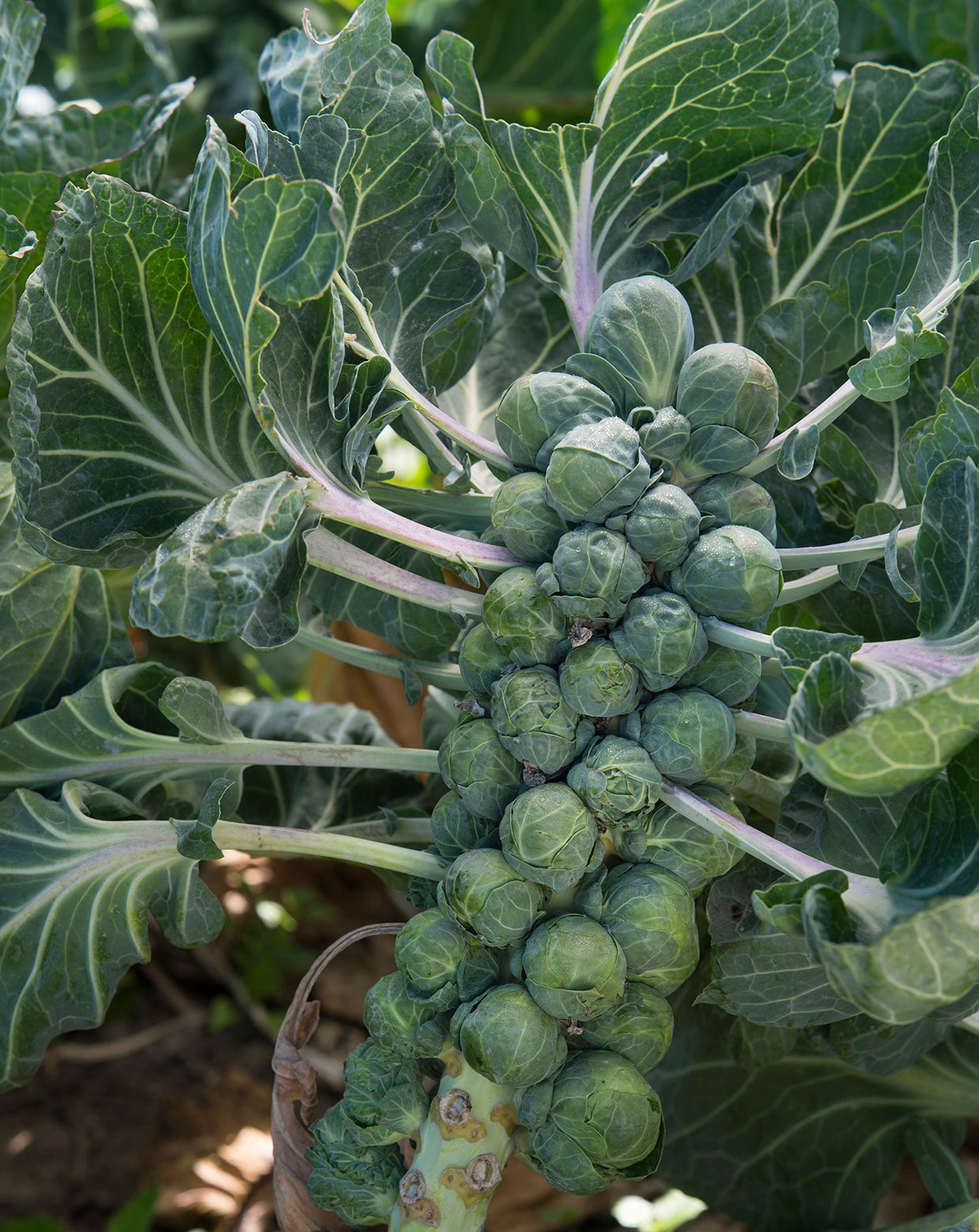 Seedeo® Rosenkohl Groninger (Brassica oleracea var. gemmifera) 50 Samen BIO