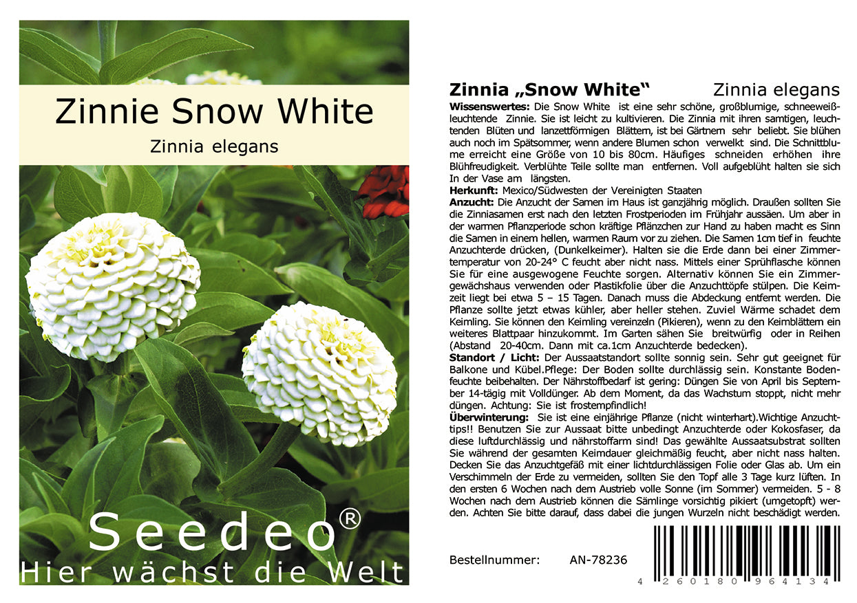 Seedeo® Zinnia Snow White (Zinnia elegans) 50 Samen
