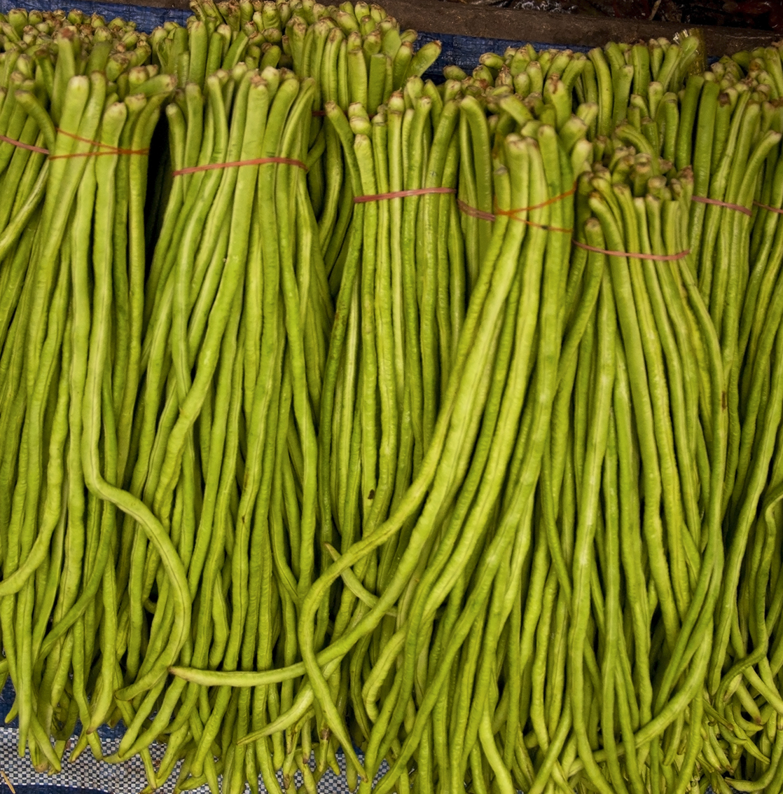 Seedeo® Spaghettibohne Tapir  (Vigna unguiculata) ca. 20 Samen BIO