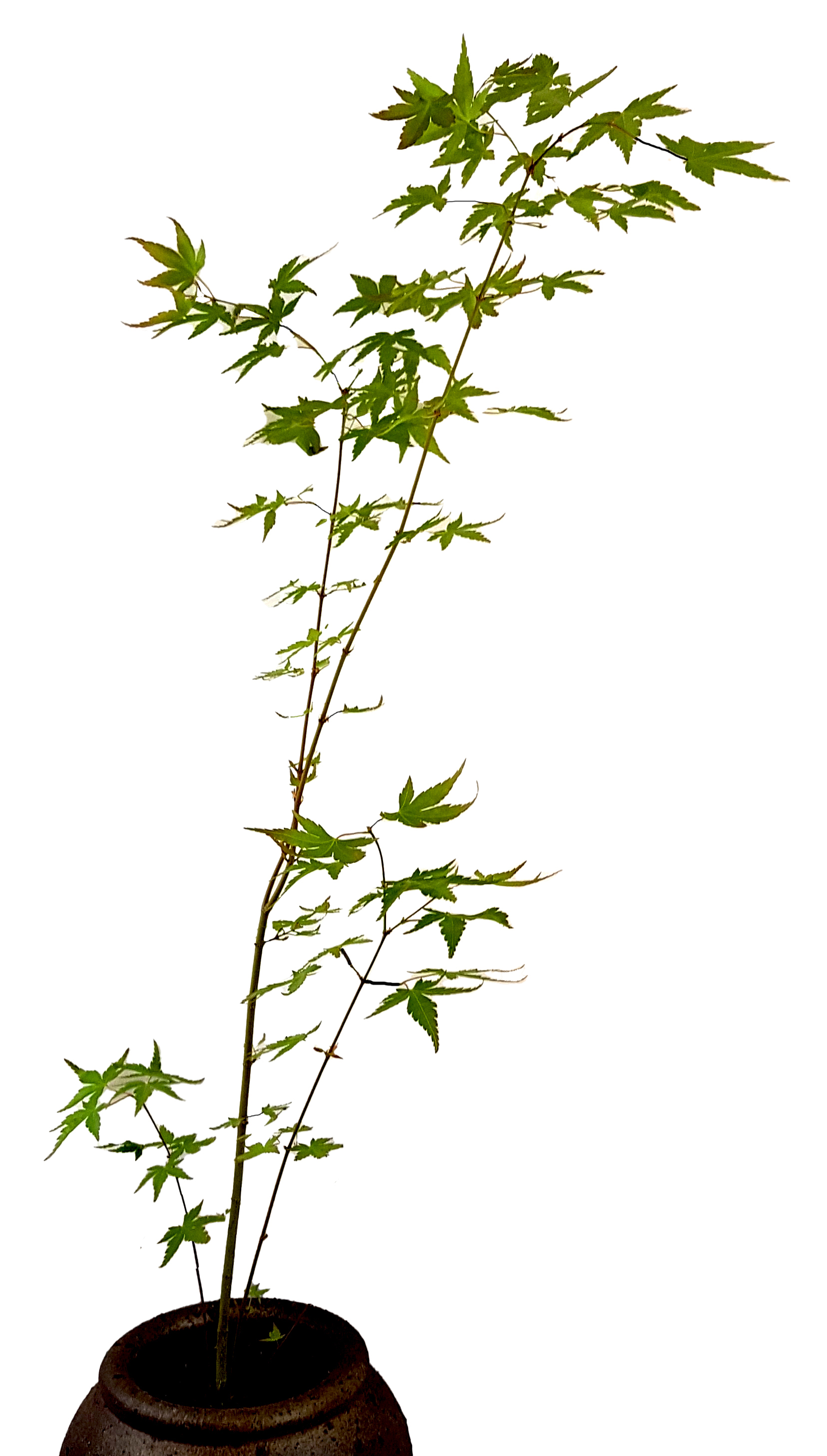 Seedeo® Grüner Fächerhorn (Ace.r palmatum) Pflanze ca. 50 cm - 70 cm hoch