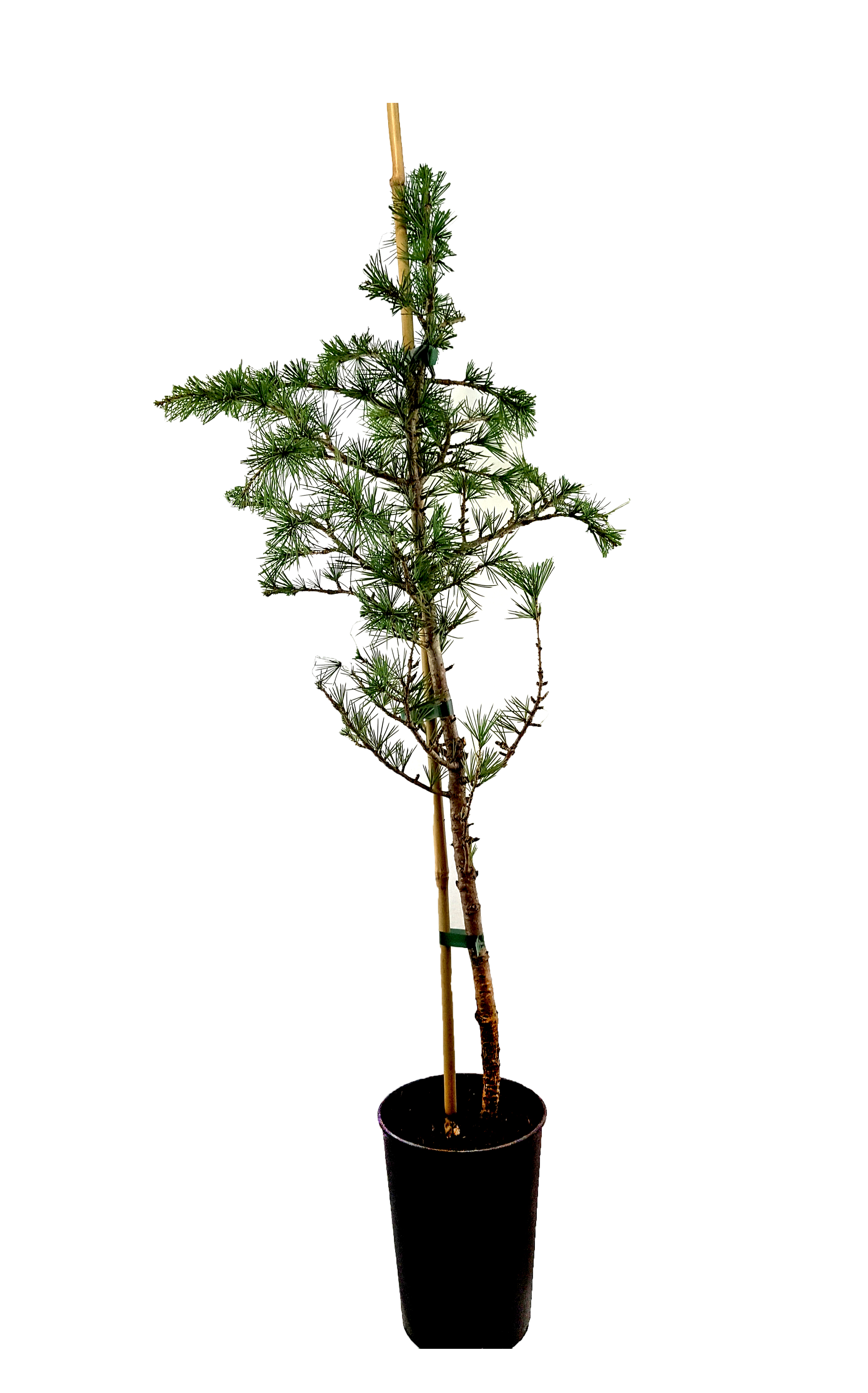 Seedeo® Libanonzeder (Cedrus libani) Pflanze ca. 60 cm hoch