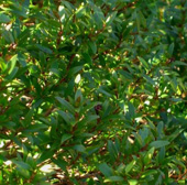 Bild Echte Myrte (Myrtus communis) 30 Korn