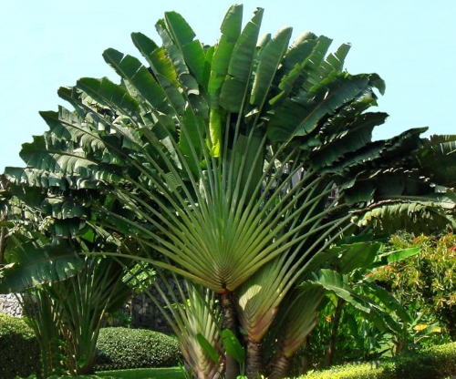 Bild Baum des Reisenden (Ravenala madagascariensis) 5 Korn
