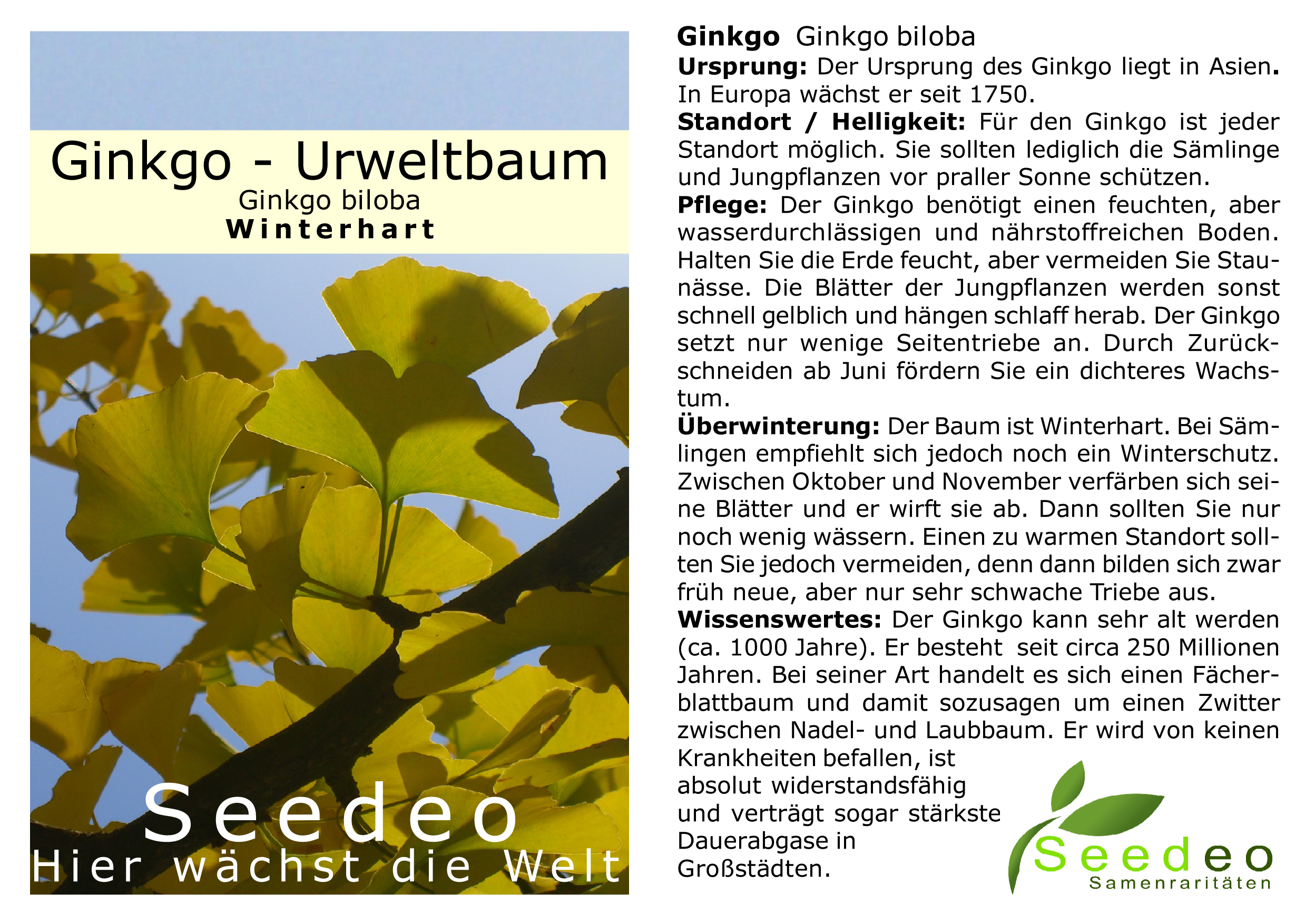 Seedeo® Ginkgo (Ginkgo biloba) Pflanze ca. 2,5 Jahre alt