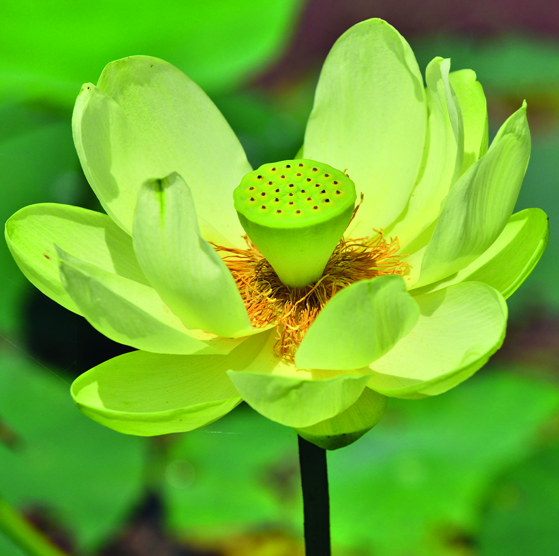 Gelbe Indische Lotusblume 7 Samen