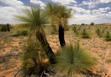 Bild Australischer Grasbaum  Black Boy ( Xanthorroea fulva) 30 Korn