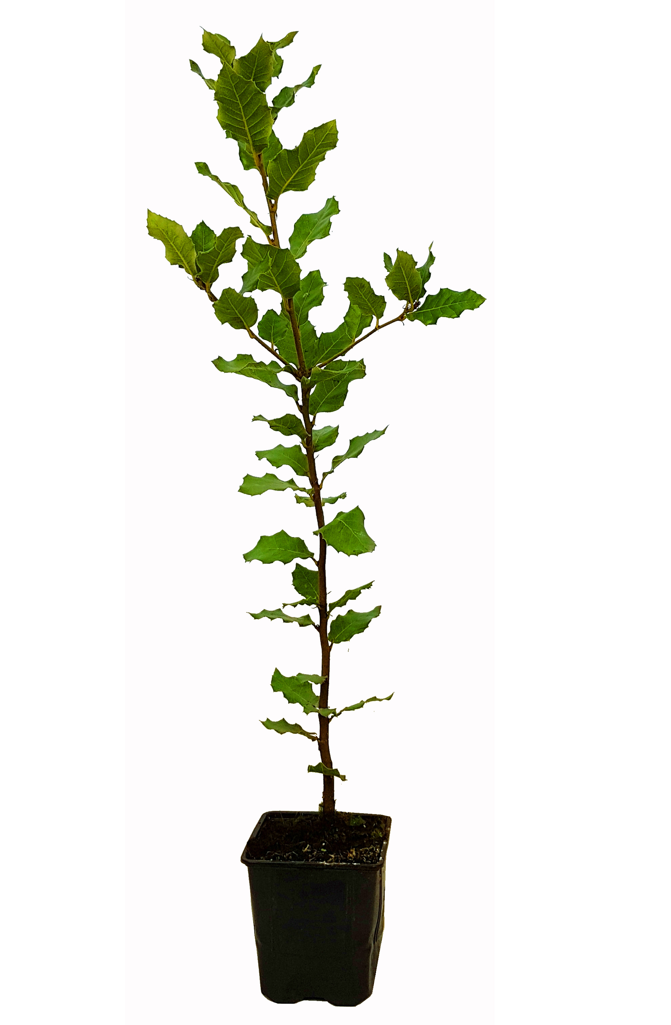 Seedeo® Steineiche (Quercus ilex) 4 Samen