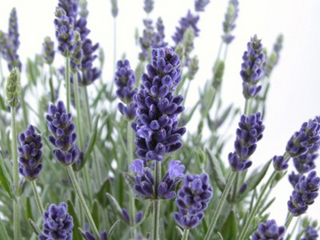 Bild Lavendel  (Lavandula officinalis) 100 Samen