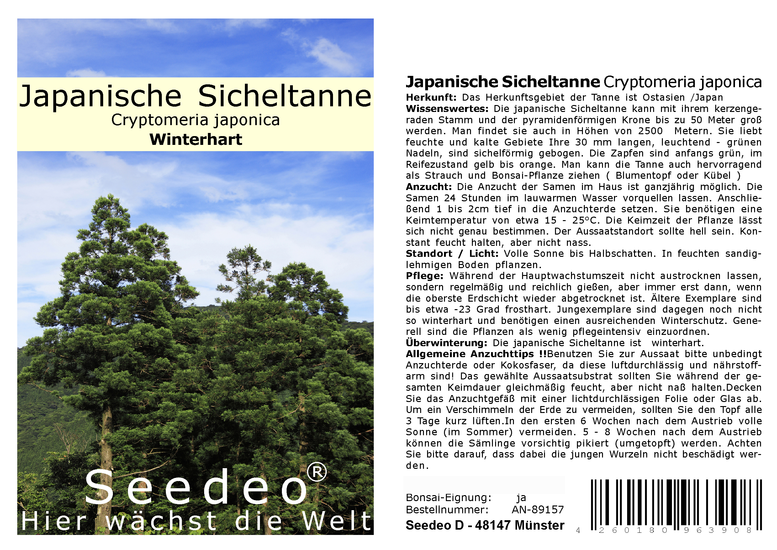 Seedeo® Japanische Sicheltanne (Cryptomeria japonica) 100 Samen