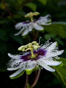 Bild Maracuja Passionsfrucht (Passiflora edulis flavicarpa) 20 Samen