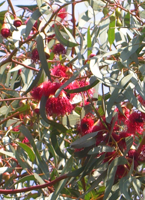 Bild Weisser Eucalyptus (Eucalyptus leucoxylon rosea)  200 Samen