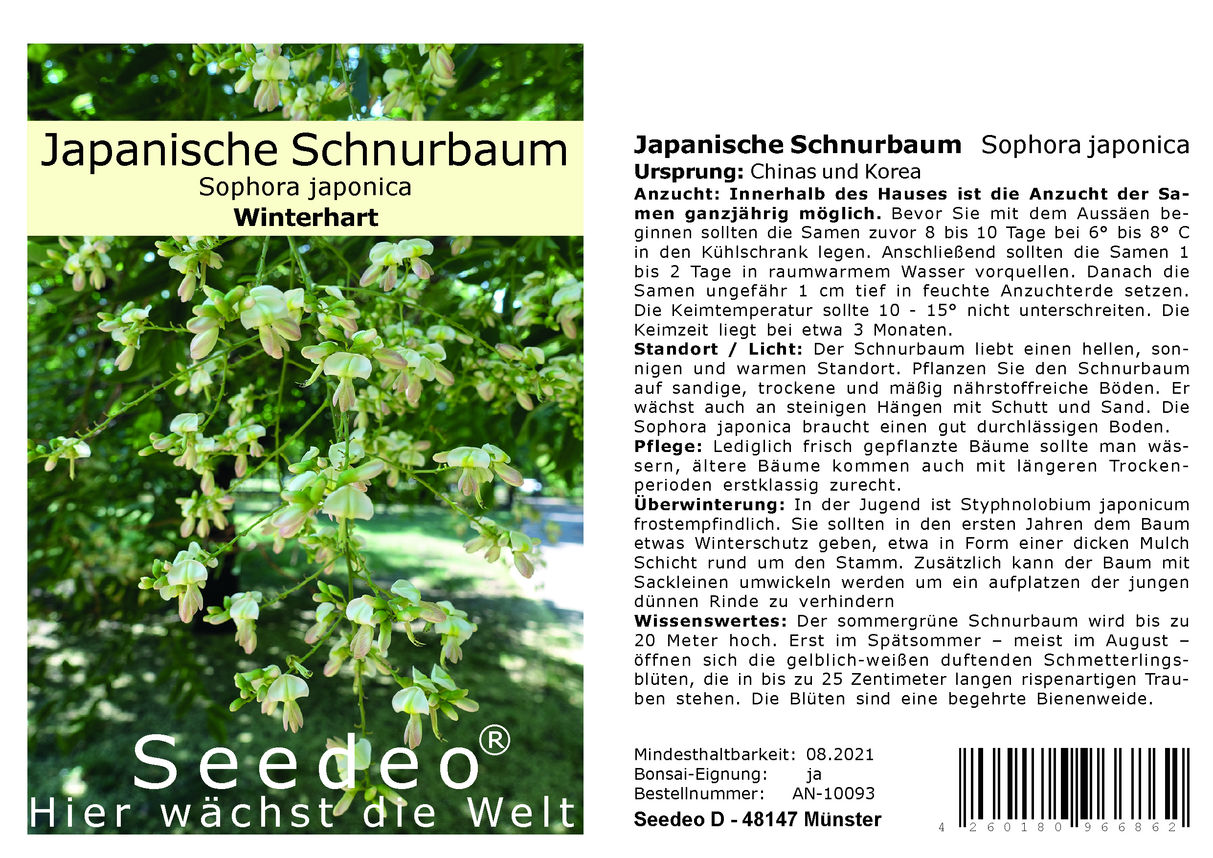 Japanische Schnurbaum   (Sophora japonica) 30 Samen