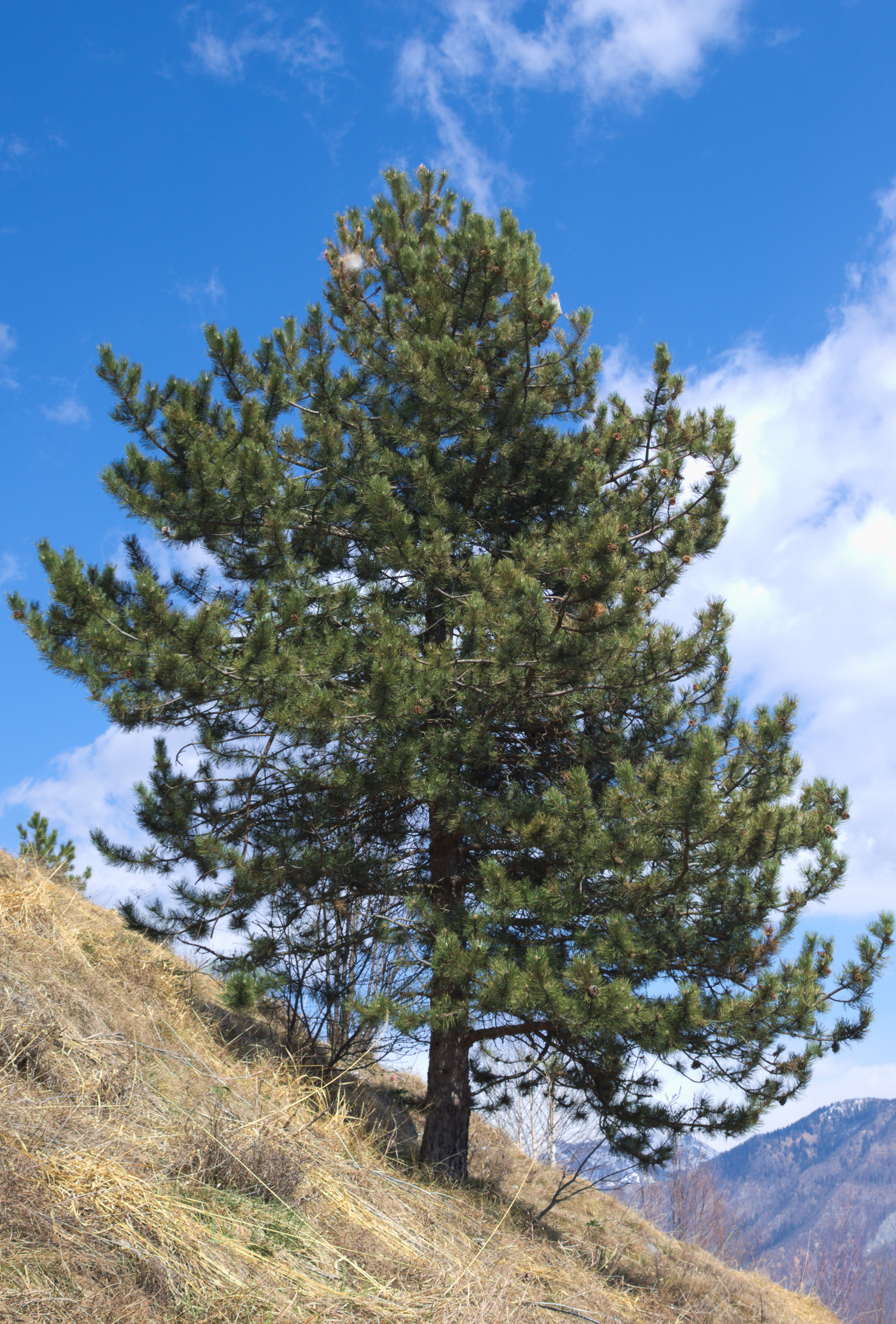 Seedeo®  Zirbel-Kiefer / Zirbe (Pinus cembra)  25 Samen