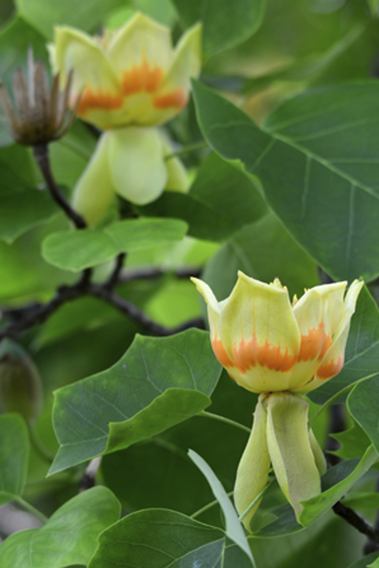 Seedeo® Tulpenbaum Liriodendron tulipifera 30 Samen