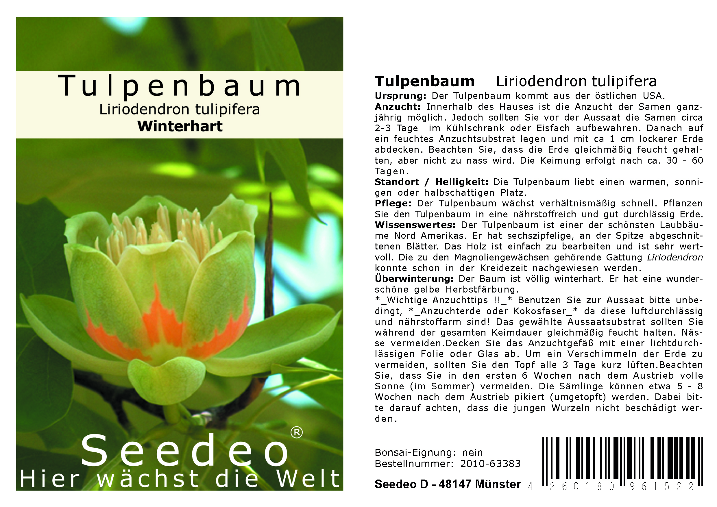 Seedeo® Tulpenbaum Liriodendron tulipifera 30 Samen