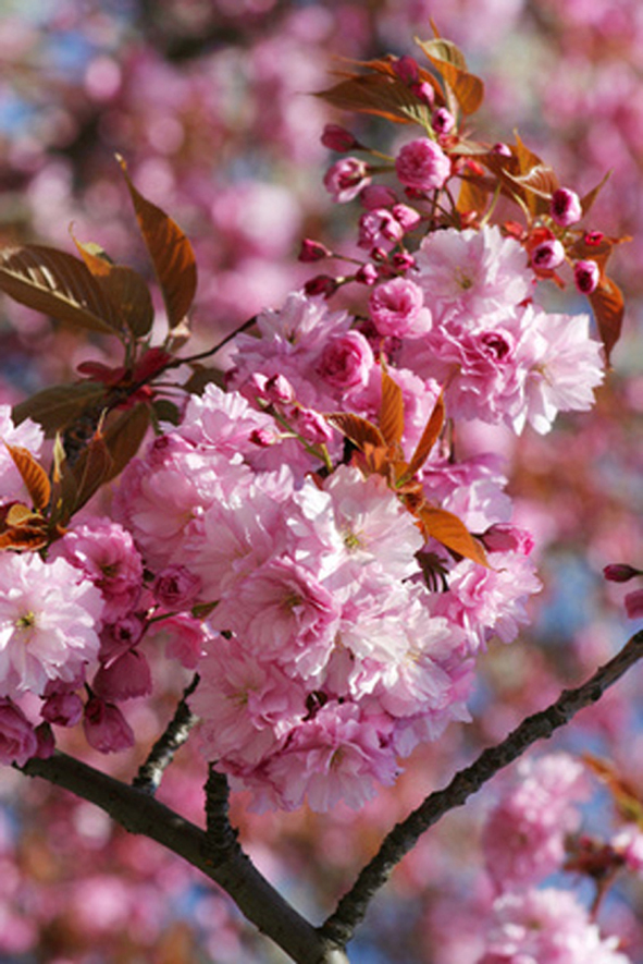 Japanische Blüten und Zierkirsche prunus serrulata shop