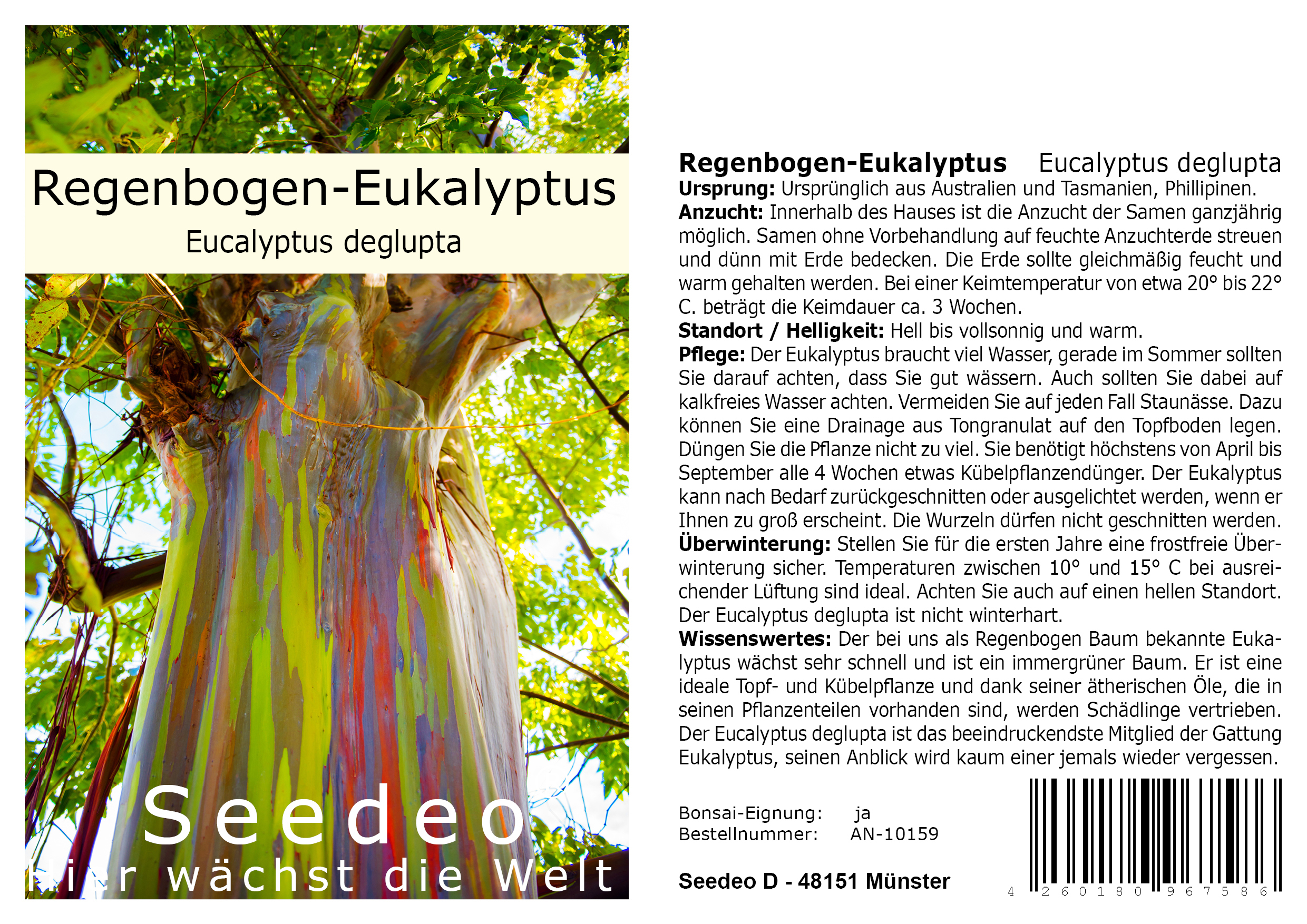 Seedeo Regenbogen-Eukalyptus (Eucalyptus deglupta) 200 Samen 