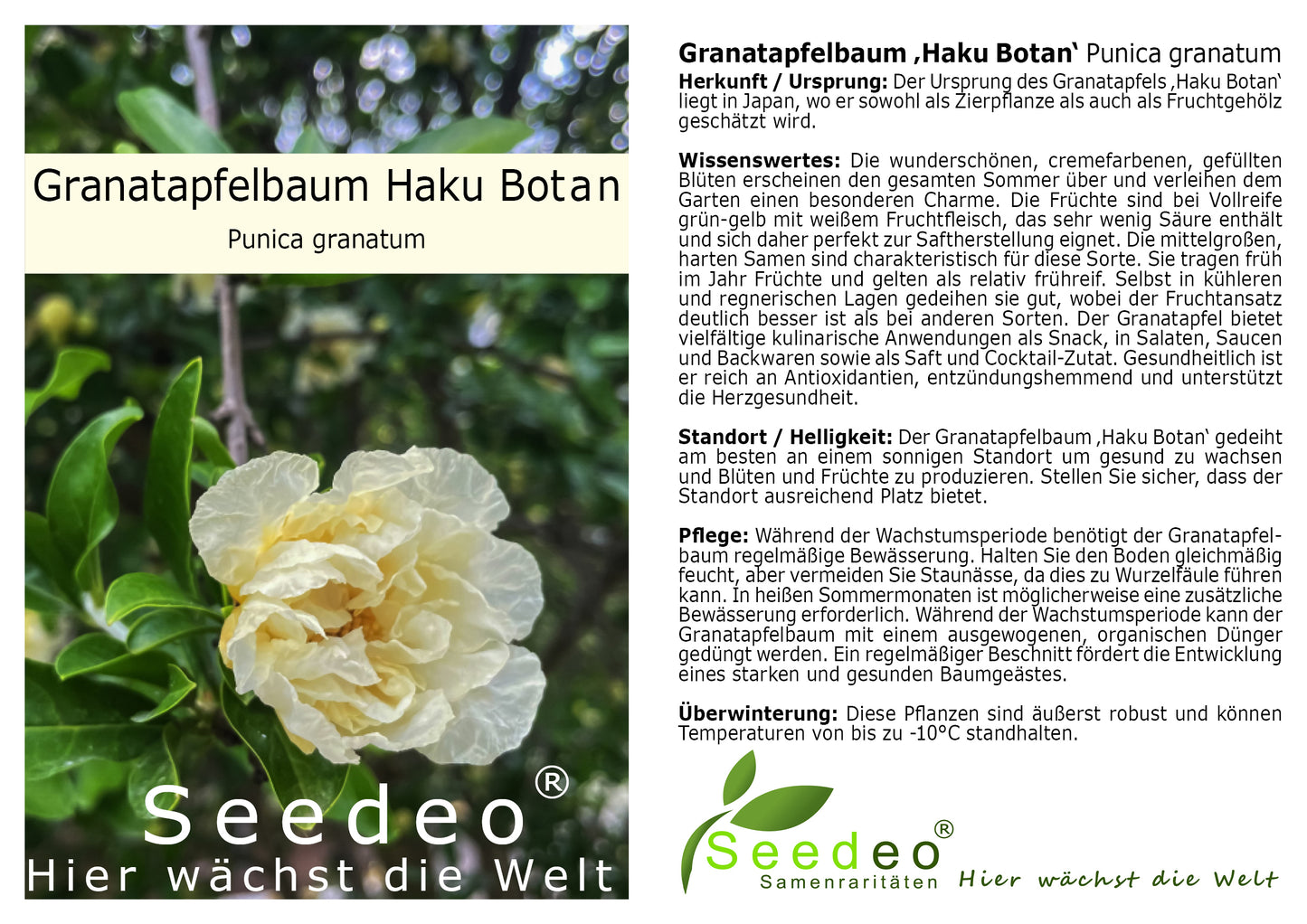 Granatapfelbaum ‚Haku Botan‘ Punica granatum ca.15-20 cm