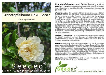 Granatapfelbaum ‚Haku Botan‘ Punica granatum ca.15-20 cm