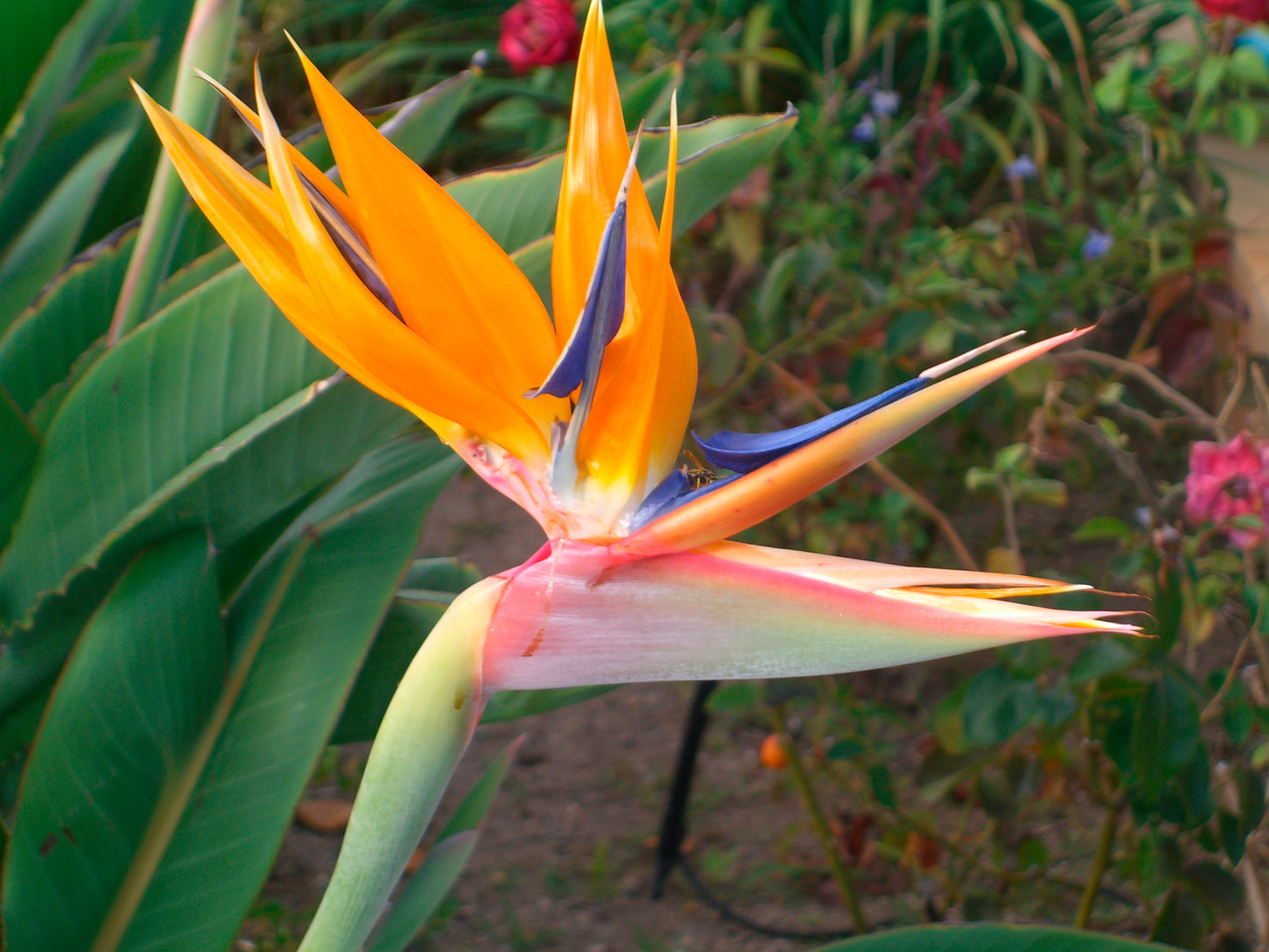 Seedeo Anzuchtset Paradiesvogelblume (Strelitzia Reginae)
