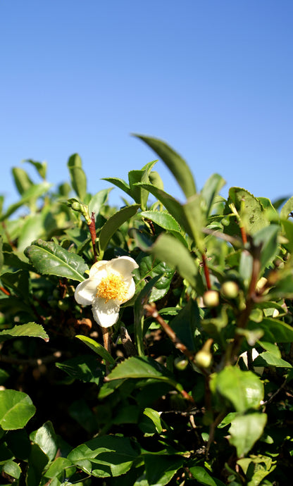 Seedeo® Echter Teestrauch (Camelia sinensis VAR. sinensis)  7 Samen