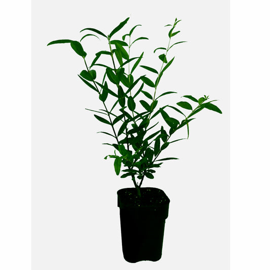 Granatapfelbaum ‚Haku Botan‘ Punica granatum ca.15-20 cm