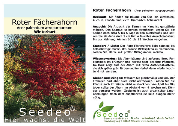 Indian Summer für deinen Garten