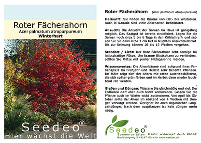 Indian Summer für deinen Garten