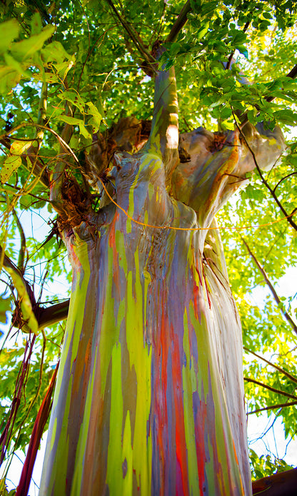 Seedeo® Regenbogen-Eukalyptus (Eucalyptus deglupta) 200 Samen