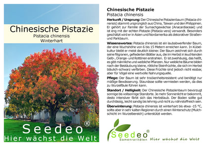 Seedeo® Chinesische Pistazie (Pistacia chinensis) ca. 20 - 30 cm hoch