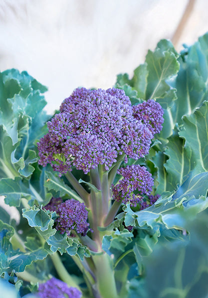 Seedeo® Sprossenbrokkoli lila (Brassica oleracea var. Italica) ca. 50 Samen BIO