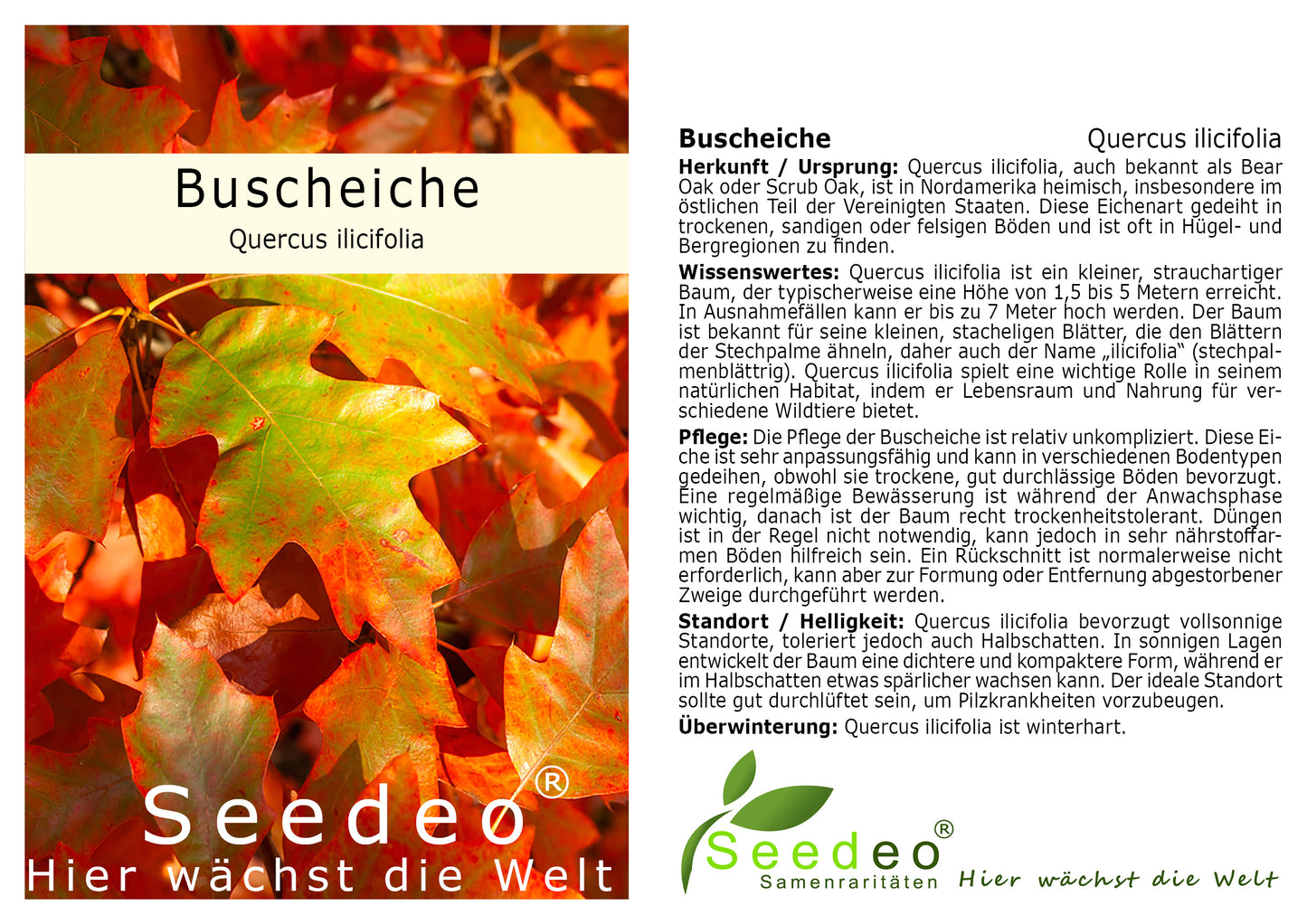 Seedeo® Buscheiche (Quercus ilicifolia) Pflanze ca. 30-55 cm hoch