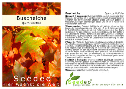 Seedeo® Buscheiche (Quercus ilicifolia) Pflanze ca. 30-55 cm hoch