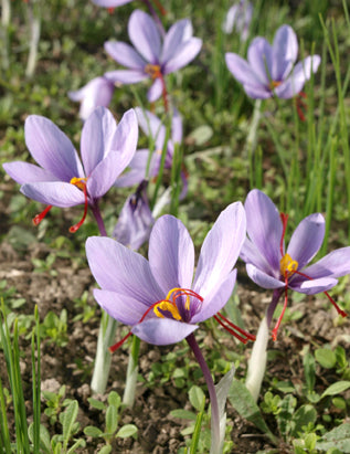 Seedeo® Safran (Crocus sativus) 10 Zwiebeln