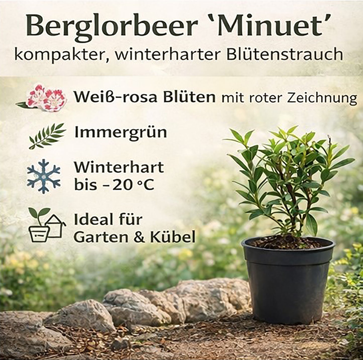 Seedeo® Berglorbeer Kalmia latifolia ‘Minuet’ Pflanze ca. 10-15 cm hoch