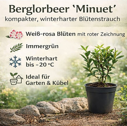 Seedeo® Berglorbeer Kalmia latifolia ‘Minuet’ Pflanze ca. 10-15 cm hoch