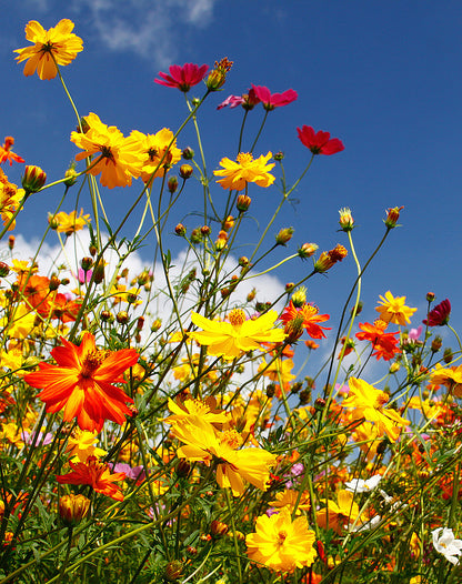 Seedeo® Balkonkasten-Blumenmix Kleinwüchsige Sorten