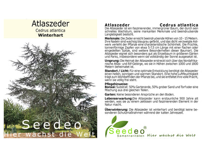 Seedeo® Atlaszeder (Cedrus atlantica glauca) ca. 20 cm - 30 cm hoch