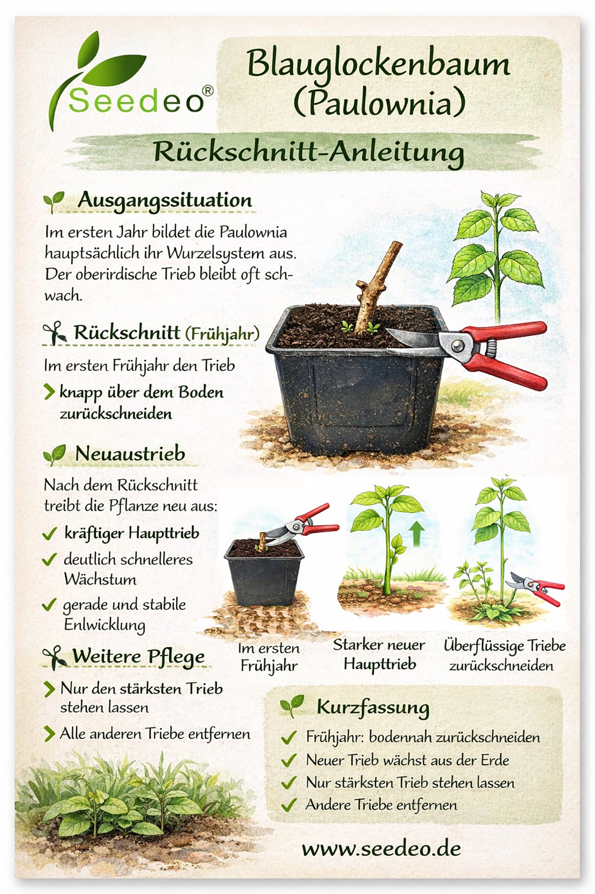 Seedeo® Blauglockenbaum (Paulownia tomentosa) Jungpflanze