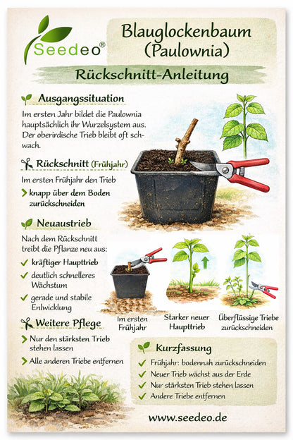 Seedeo® Blauglockenbaum (Paulownia tomentosa) Jungpflanze