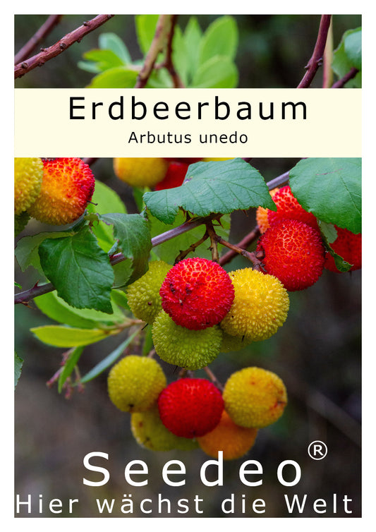 Seedeo® Erdbeerbaum (Arbutus unedo) ca. 100 Samen