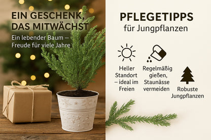 Geschenk-Edition Baum im Sternentopf – 2-jährige Jungpflanze Mittelmeer-Pinie (Pinus pinea)