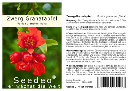 Seedeo® Zwerg Granatapfel (Punica granatum Nana) 30 Samen