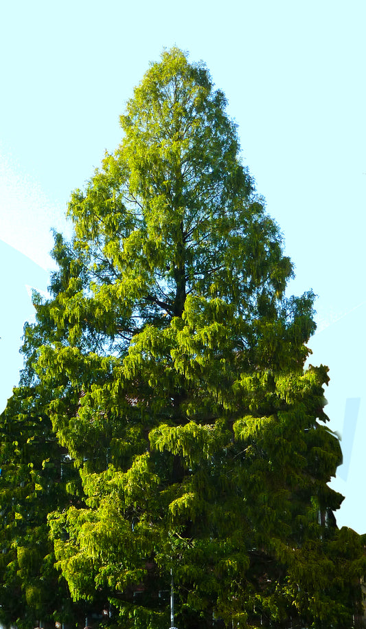 Seedeo® Urwelt-Mammutbaum (Metasequoia glyptostroboides) 200 Samen