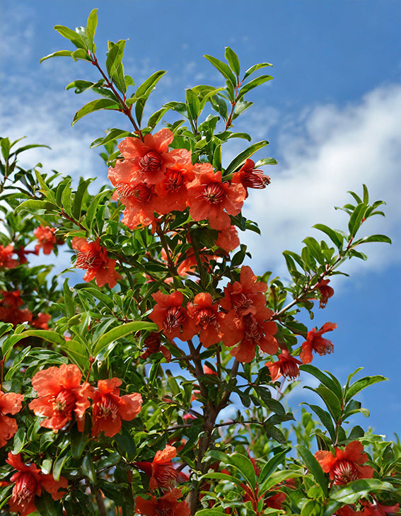 Seedeo® Granatapfelbaum ‚Crimson Sky‘ Punica granatum Pflanze ca. 15 cm