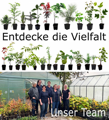 Seedeo® Buscheiche (Quercus ilicifolia) Pflanze ca. 30-55 cm hoch